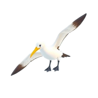 Albatross