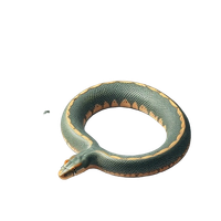 Anaconda