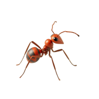 Ant