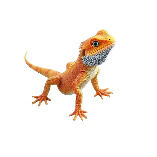 Bearded Dragon
