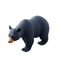 Black Bear