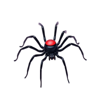 Black Widow Spider