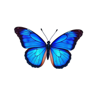 Blue Morpho Butterfly