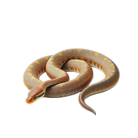 Boa Constrictor