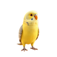 Budgerigar