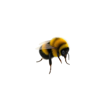 Bumblebee