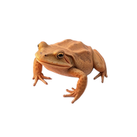 Cane Toad