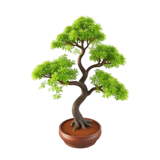 Chinese Elm Bonsai