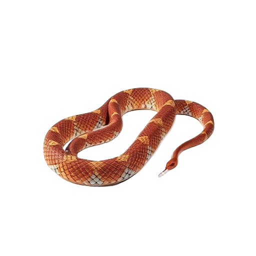 Copperhead