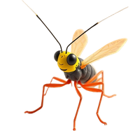 Cricket