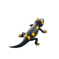 Fire Salamander
