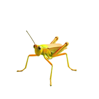 Grasshopper