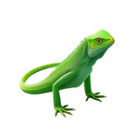 Green Iguana