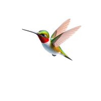 Hummingbird