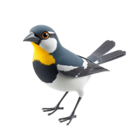Java Sparrow