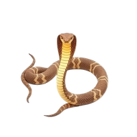 King Cobra