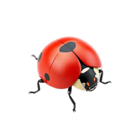 Ladybug
