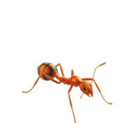 Leafcutter Ant