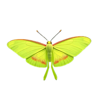 Luna Moth
