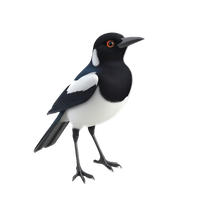 Magpie