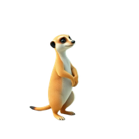 Meerkat
