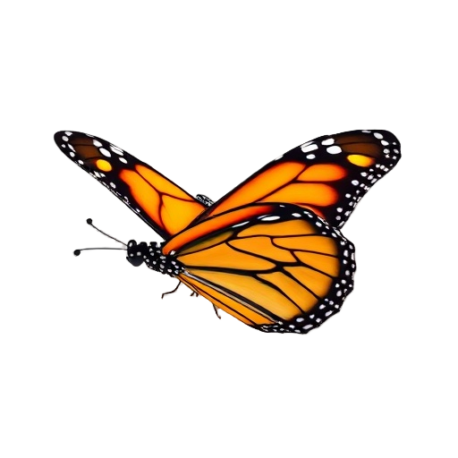 Monarch Butterfly