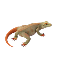 Monitor Lizard