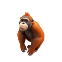 Orangutan