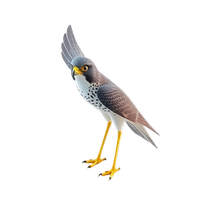 Peregrine Falcon