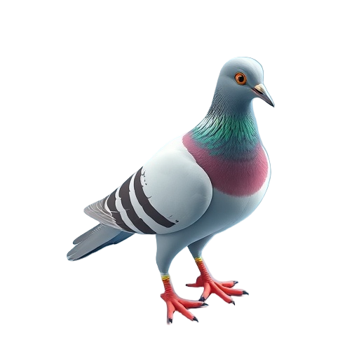 Pigeon