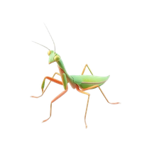 Praying Mantis