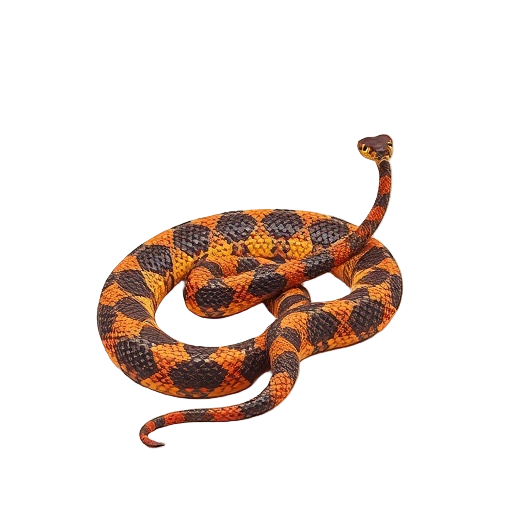 Rattlesnake