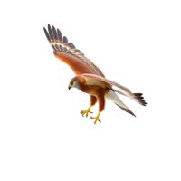 Red-Tailed Hawk