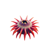 Sea Urchin