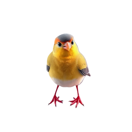 Society Finch