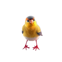 Society Finch