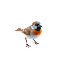 Sparrow