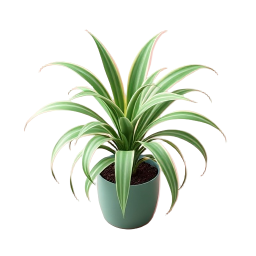 Spider Plant
