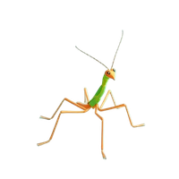 Stick Insect