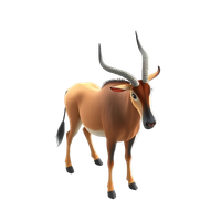 Wildebeest