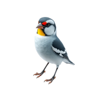 Zebra Finch